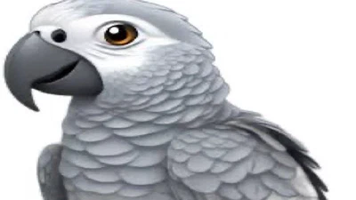 Grey Parrot featured image